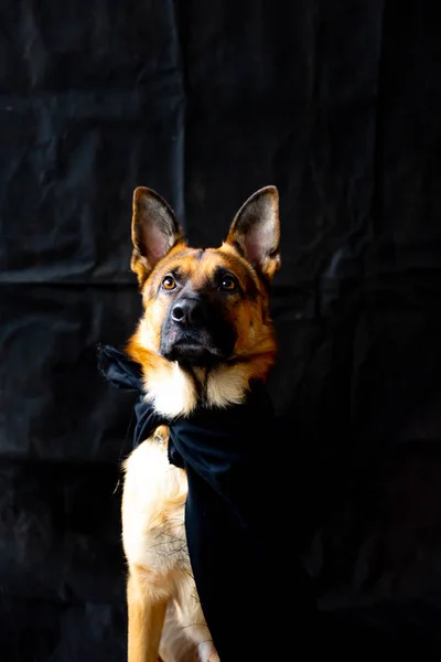 Lindo perro pastor alemán en un disfraz de halloween con calabazas —  Fotos de Stock