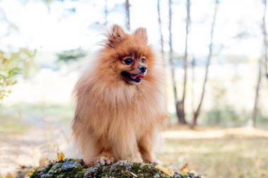 Bir sonbahar Park'ta yürüyordunuz sevimli dost spitz köpek