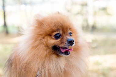 Bir sonbahar Park'ta yürüyordunuz sevimli dost spitz köpek
