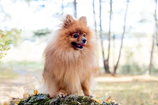 Cute friendly spitz dog walking in an autumn park — Stock Photo, Image