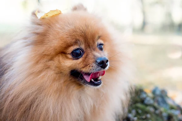 Cute friendly spitz dog walking in an autumn park — Stock Photo, Image