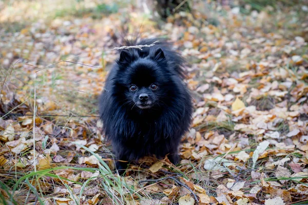 Cute friendly spitz dog walking in an autumn park — Stock Photo, Image
