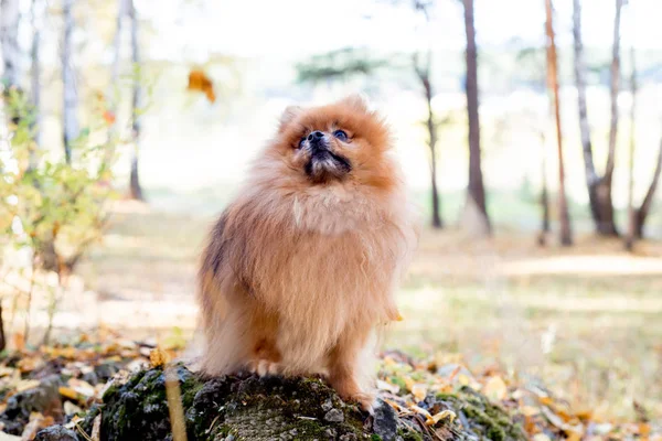 Cute friendly spitz dog walking in an autumn park — Stock Photo, Image