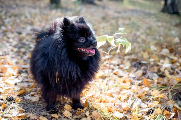 น่ารักเป็นมิตรสุนัข Spitz เดินในสวนฤดูใบไม้ร่วง — ภาพถ่ายสต็อก