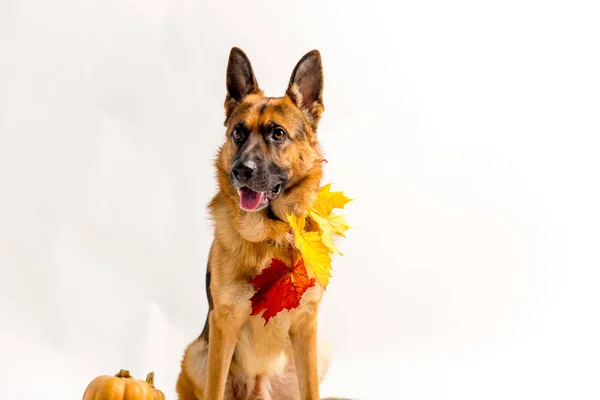 Lindo perro pastor alemán en un disfraz de halloween con calabazas —  Fotos de Stock