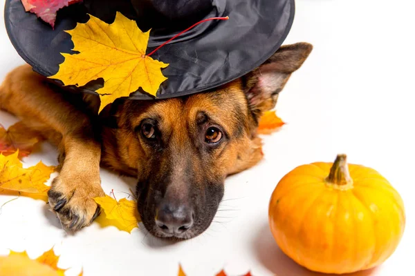 Roztomilý německý ovčák v kostýmu halloween s dýní — Stock fotografie