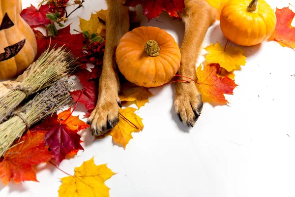 カボチャのハロウィーンの衣装でかわいいジャーマン ・ シェパード犬 — ストック写真