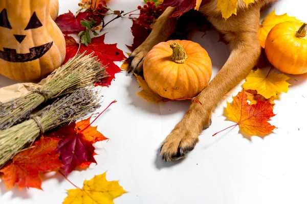 cute german shepherd dog in a halloween costume with pumpkins