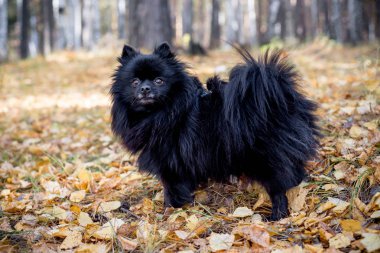 Bir sonbahar Park'ta yürüyordunuz sevimli dost spitz köpek