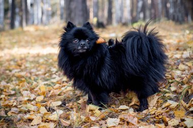 Bir sonbahar Park'ta yürüyordunuz sevimli dost spitz köpek