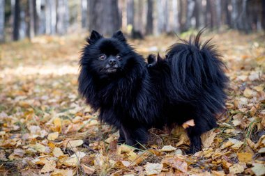 Bir sonbahar Park'ta yürüyordunuz sevimli dost spitz köpek