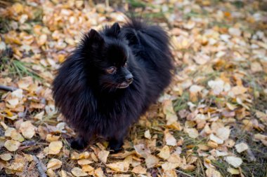 Bir sonbahar Park'ta yürüyordunuz sevimli dost spitz köpek