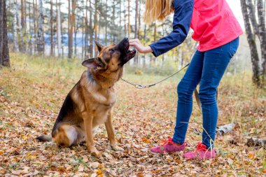 Bir kız köpeğini renkli sonbahar ormanda yürüyüş