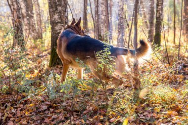 Bir kız köpeğini renkli sonbahar ormanda yürüyüş