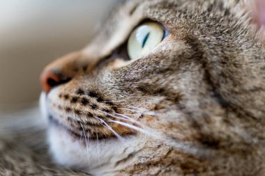 Şirin kedi closeup evde portresi
