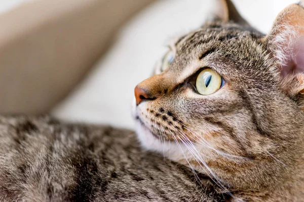 Портрет милой кошки крупным планом дома — стоковое фото