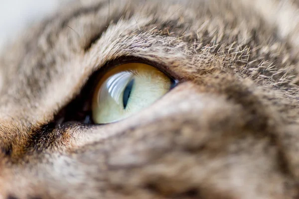 Portrait of a cute cat closeup at home — Stock Photo, Image