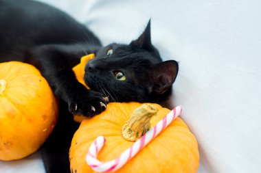 Turuncu bir papyon ile Halloween kedi