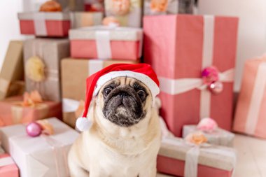 Noel ağacının altında hediyeler ile oturup Noel Baba kostüm pug