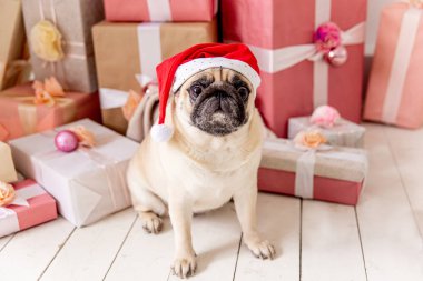 Noel ağacının altında hediyeler ile oturup Noel Baba kostüm pug