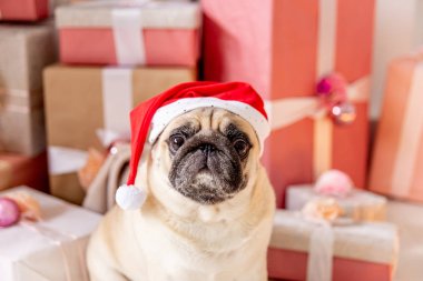 Noel ağacının altında hediyeler ile oturup Noel Baba kostüm pug