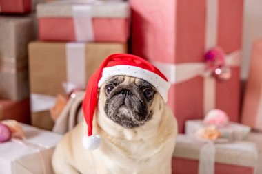 Noel Baba kostüm ve hediyeler ile Noel ağacının altında oturan şapka pug