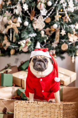 Noel ağacının altında hediyeler ile oturup Noel Baba kostüm pug
