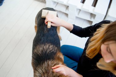 Genç kadın köpeğini bir fırçayla araması yapıyor