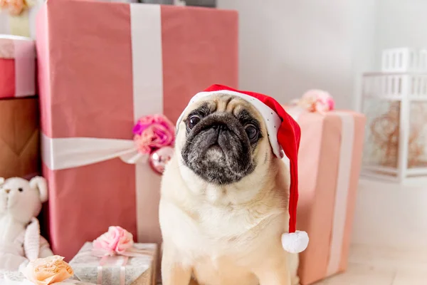 Pug em santa fantasia sentado sob árvore de natal com presentes — Fotografia de Stock