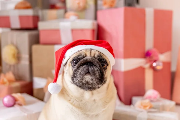 Mops v kostýmu santa sedí pod vánoční stromeček s dárky — Stock fotografie