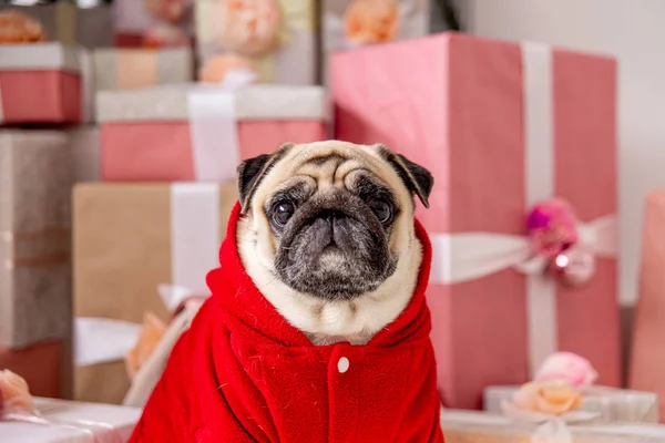 Pug em santa fantasia sentado sob árvore de natal com presentes — Fotografia de Stock