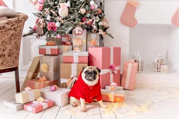 Carlin en costume de Père Noël assis sous l'arbre de Noël avec des cadeaux — Photo