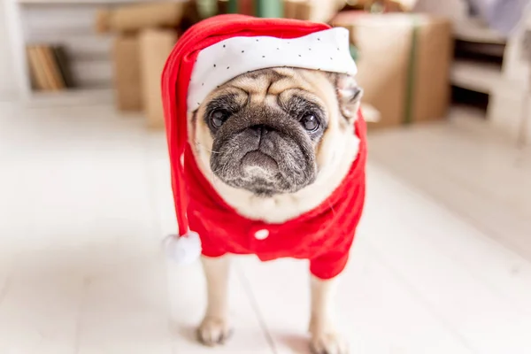 Carlino in costume da Babbo Natale seduto sotto l'albero di Natale con regali — Foto Stock