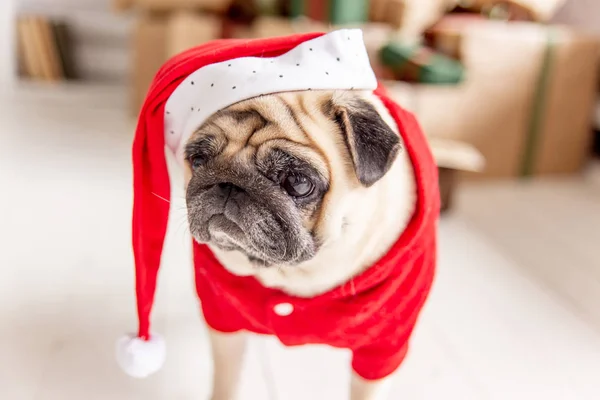 Carlino in costume da Babbo Natale seduto sotto l'albero di Natale con regali — Foto Stock