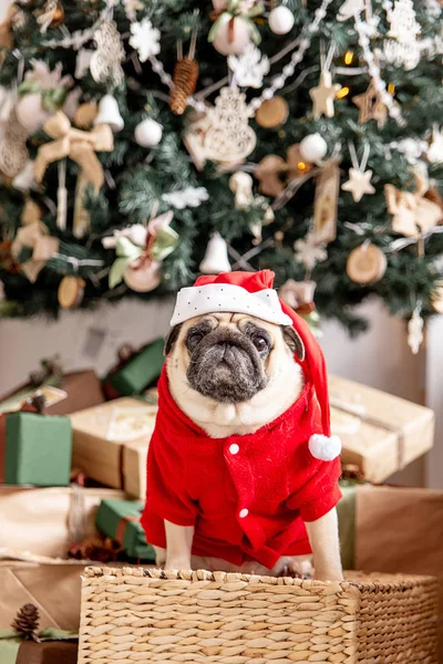 Carlino in costume da Babbo Natale seduto sotto l'albero di Natale con regali — Foto Stock