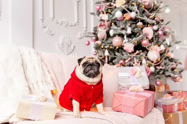 Carlin en costume de Père Noël assis sous l'arbre de Noël avec des cadeaux — Photo