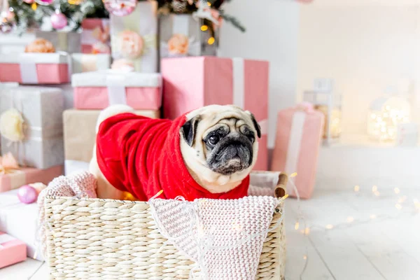 Carlino in costume da Babbo Natale seduto sotto l'albero di Natale con regali — Foto Stock