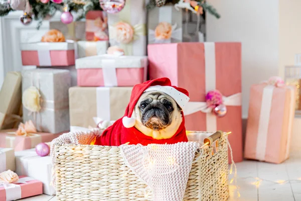 Pug em santa fantasia sentado sob árvore de natal com presentes — Fotografia de Stock