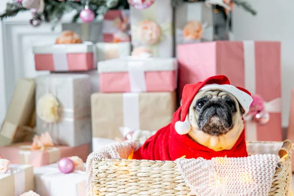 Pug in santa costume sitting under christmas tree with gifts — Stock Photo, Image