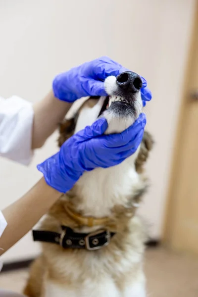 Kobieta lekarz weterynarii, badanie psa w klinice weterynaryjnej — Zdjęcie stockowe