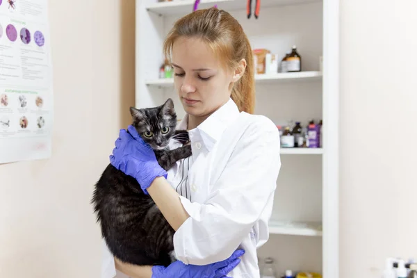 Kobieta lekarz weterynarii zbadania kota w klinice weterynaryjnej — Zdjęcie stockowe