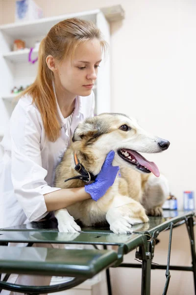 Női állatorvos vizsgálja egy kutya-ban egy veterán rendelőintézet — Stock Fotó