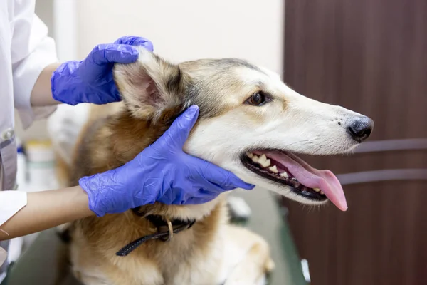 Női állatorvos vizsgálja egy kutya-ban egy veterán rendelőintézet — Stock Fotó