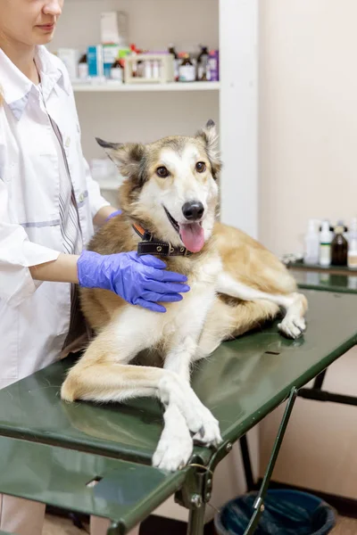 Veterinário feminino examinando um cão em uma clínica veterinária — Fotografia de Stock