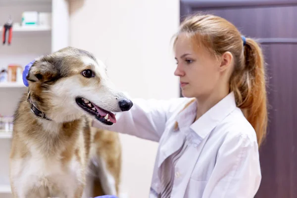 Vrouwelijke dierenarts onderzoek van een hond in een kliniek van de dierenarts — Stockfoto