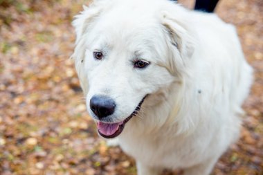 Güzel bir kadın onu köpek yürüyor