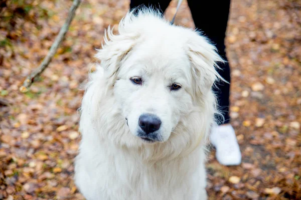 A pretty woman is walking her dog — Stock Photo, Image