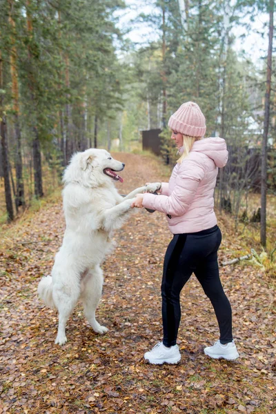 Güzel bir kadın onu köpek yürüyor — Stok fotoğraf