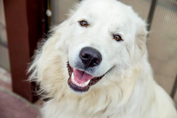 Eine hübsche Frau geht mit ihrem Hund spazieren — Stockfoto