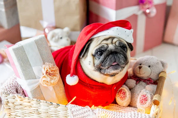 Mops v kostýmu santa sedí pod vánoční stromeček s dárky — Stock fotografie